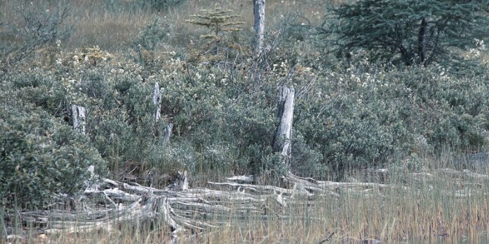 Weathered Beauty - Newfoundland art print