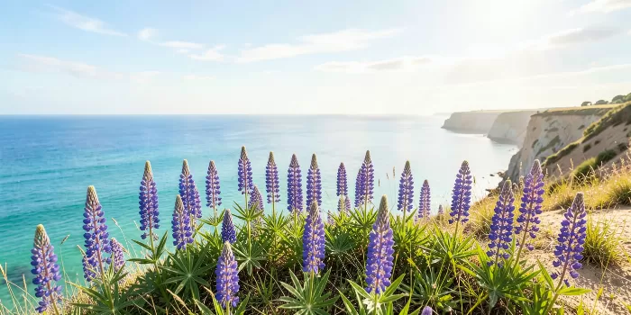 Lupine Coast