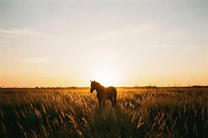 Golden Silhouette