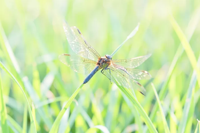 Dragonfly Light