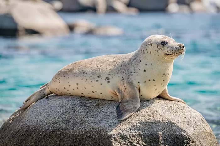 Sunwarmed Seal