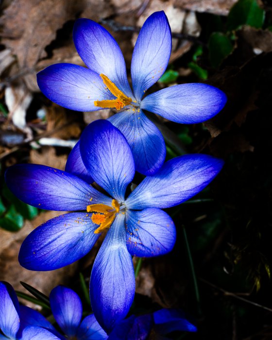 First Bloom - Newfoundland art print