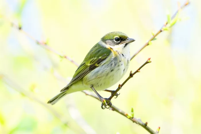 Lemon Warbler