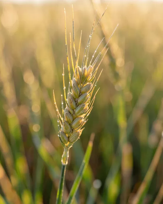 Wheat Whispers