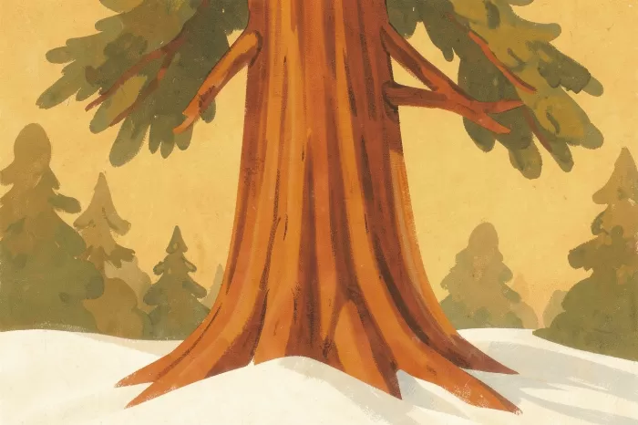 Sequoia Snow