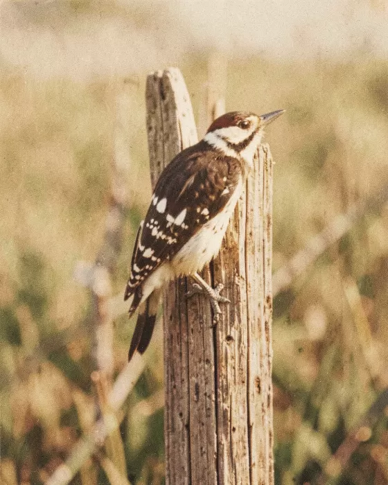Fencepost Woodpecker