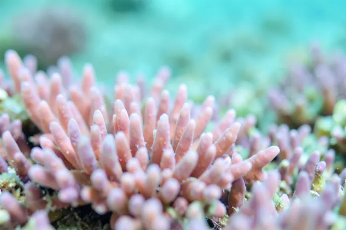Coral Polyps