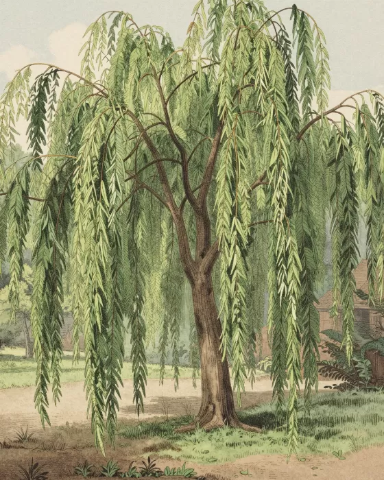 Garden Willow