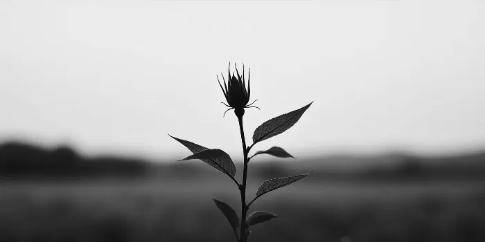 Rose Hip II