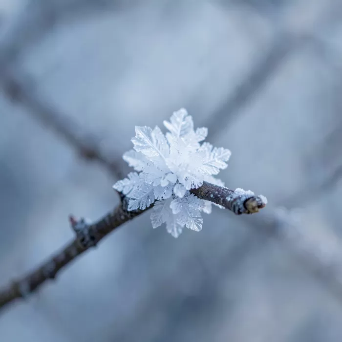 Frost Cluster