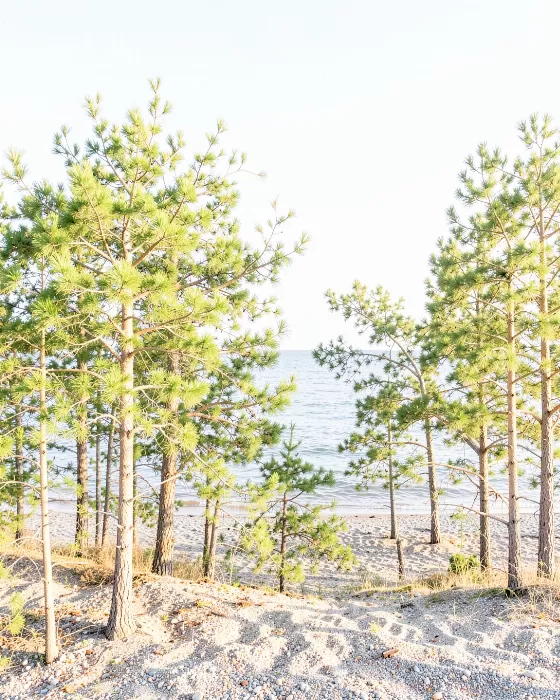 Shoreline Pines
