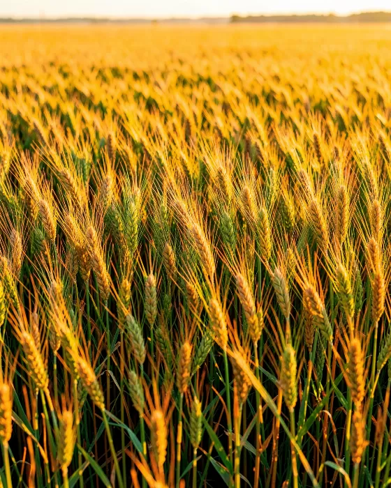 Grain Field