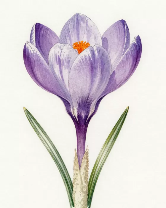 Wild Crocus