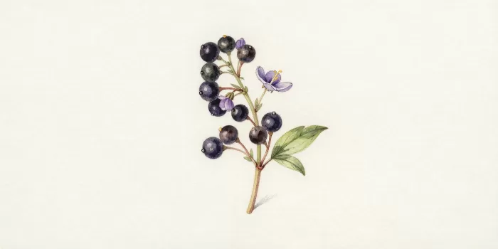 Nightshade