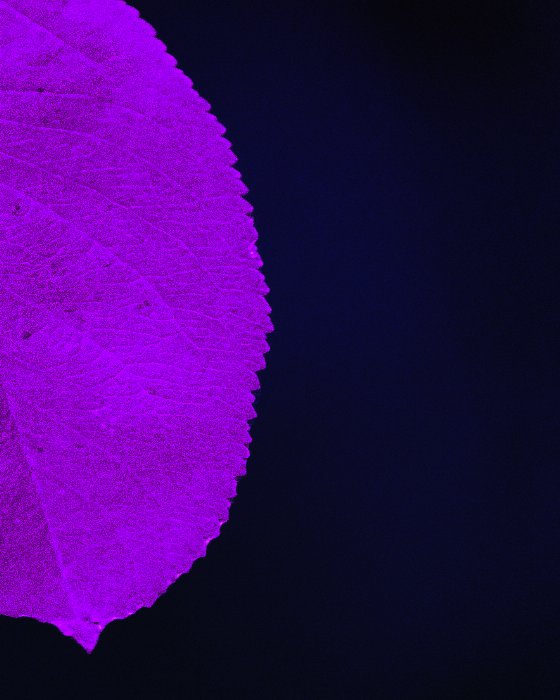Purple - Newfoundland art print