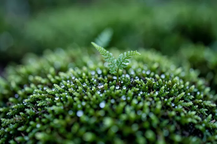 Dew Cushion
