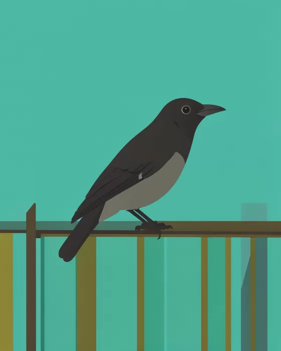 Fence Magpie