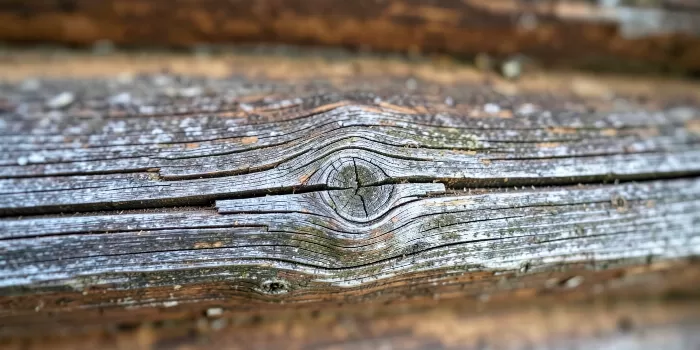 Silver Grain