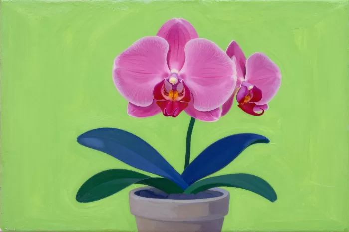 Orchid Pop
