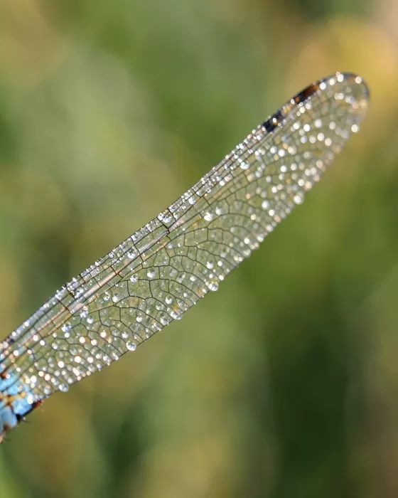 Wing Light