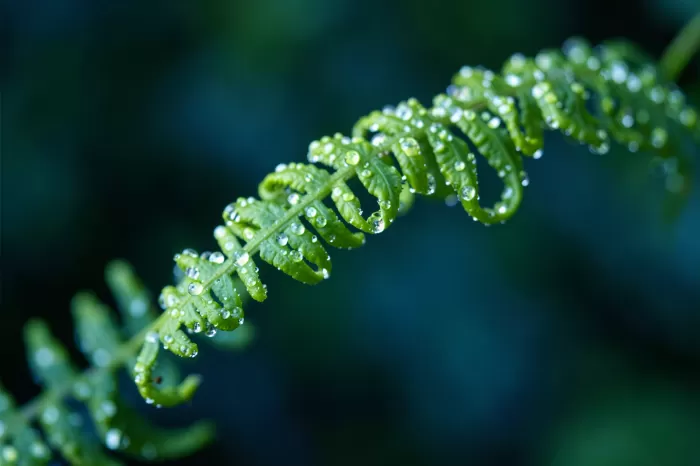 Green Unfurl