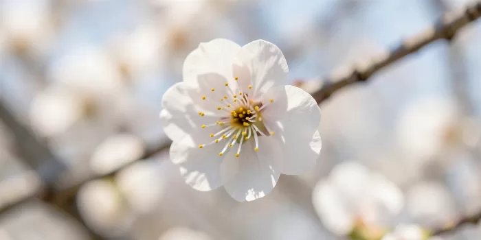 Blossom Heart