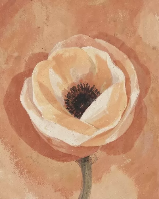 Desert Anemone