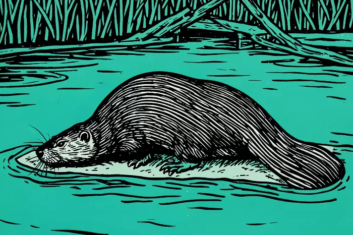 Beaver Bank