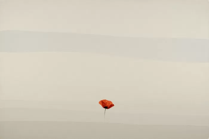 Neutral Meadow