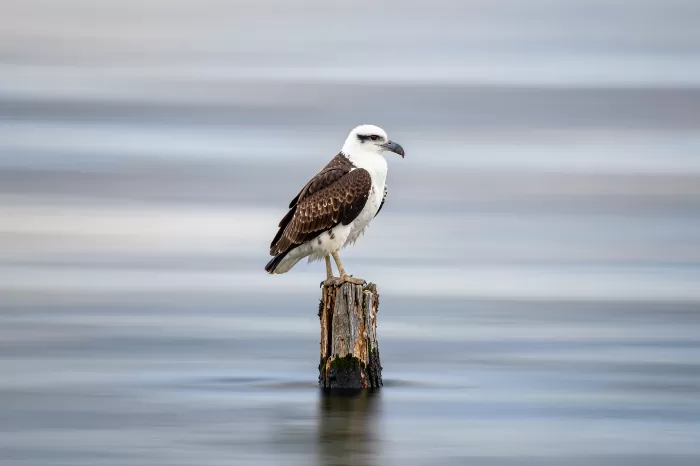 Osprey Calm
