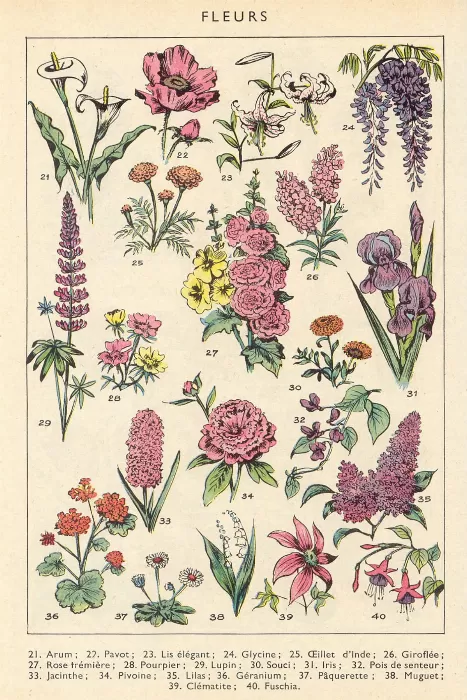 Fleurs