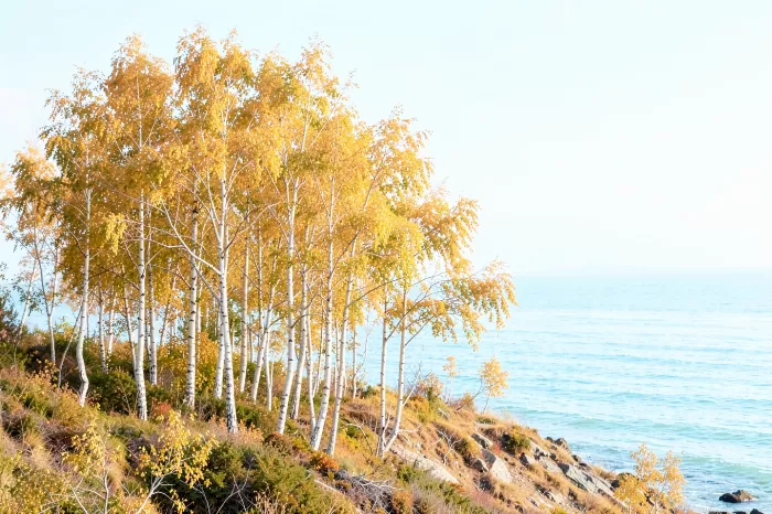 Aspen Bluff