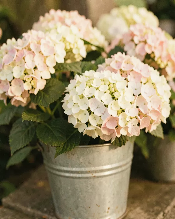 Bucket Blooms
