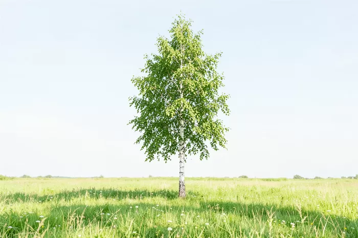 Open Green