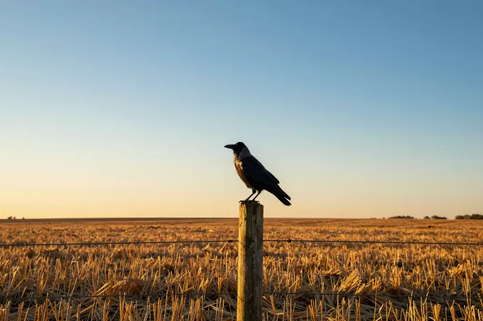 Crow's Light