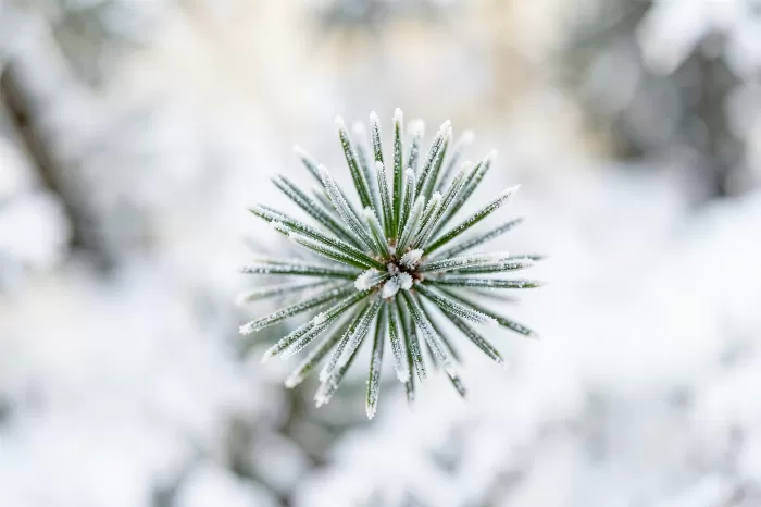 Frosted Needle