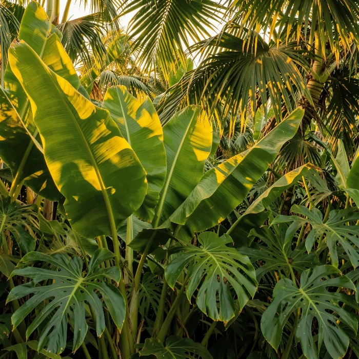 Jungle Glow
