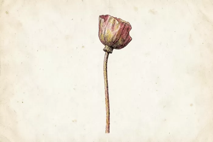 Dried Bloom