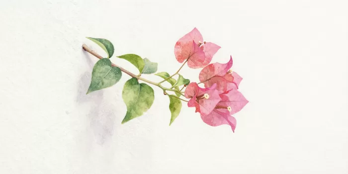 Bougainvillea Sprig