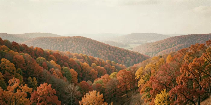 Hazy Hollow