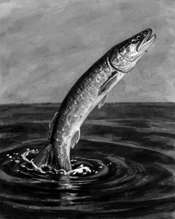 Sturgeon