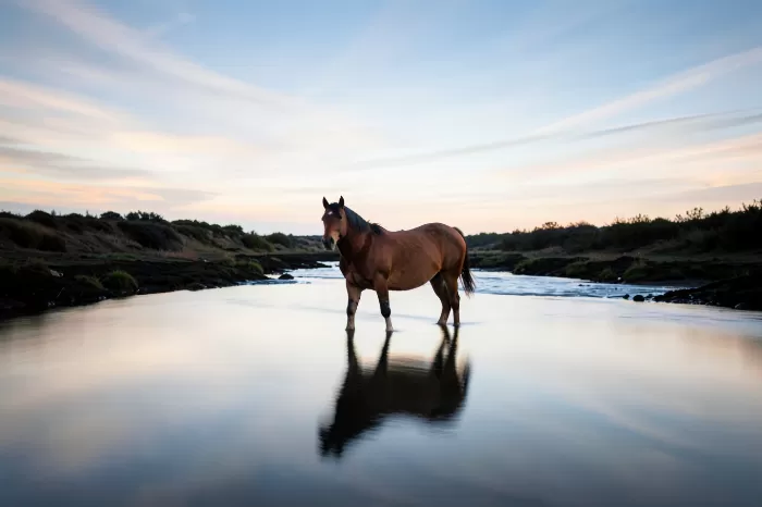 River Horse
