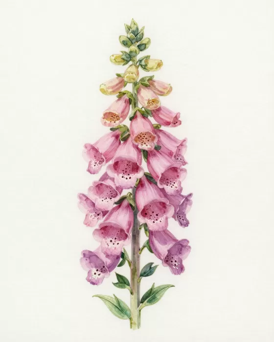 Rose Bells