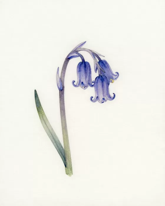Bell Florets