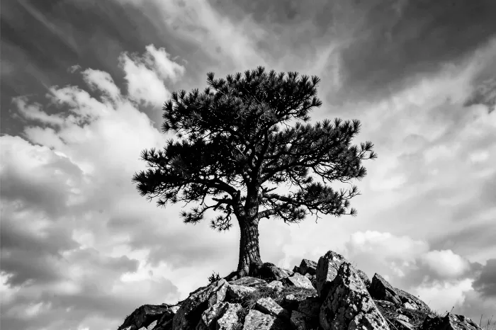Wind Pine