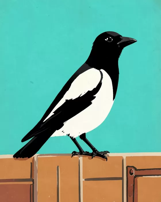 Magpie Wall
