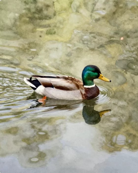 Pond Glide