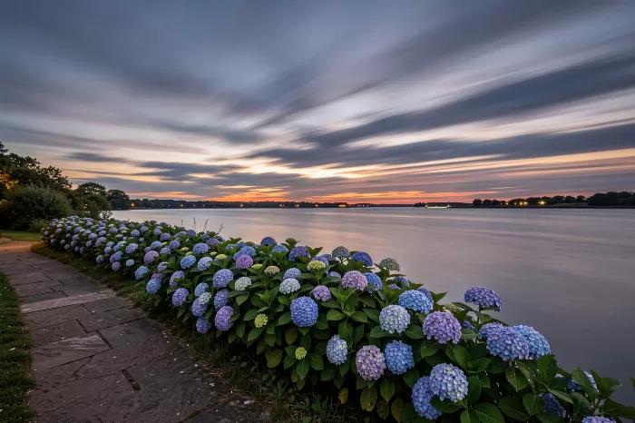 Dusk Hydrangea