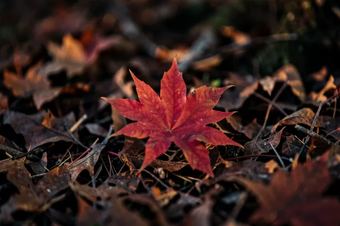 Crimson Fall