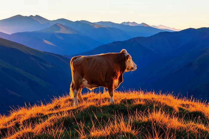 Golden Grazer